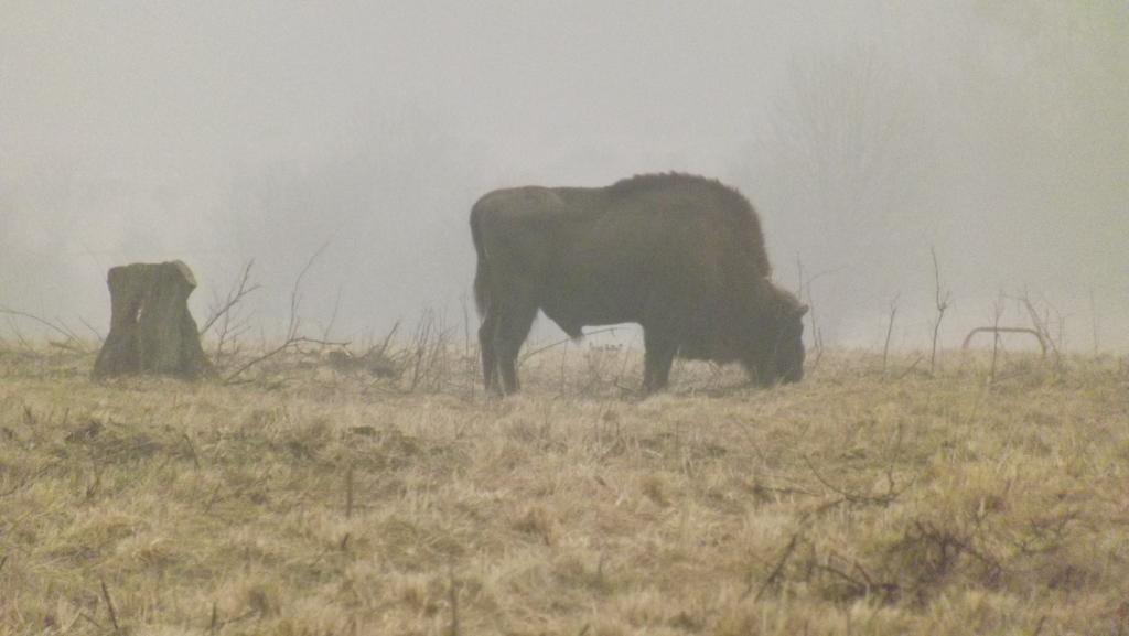 Villa Dwor Na Otulinie Białowieża Esterno foto