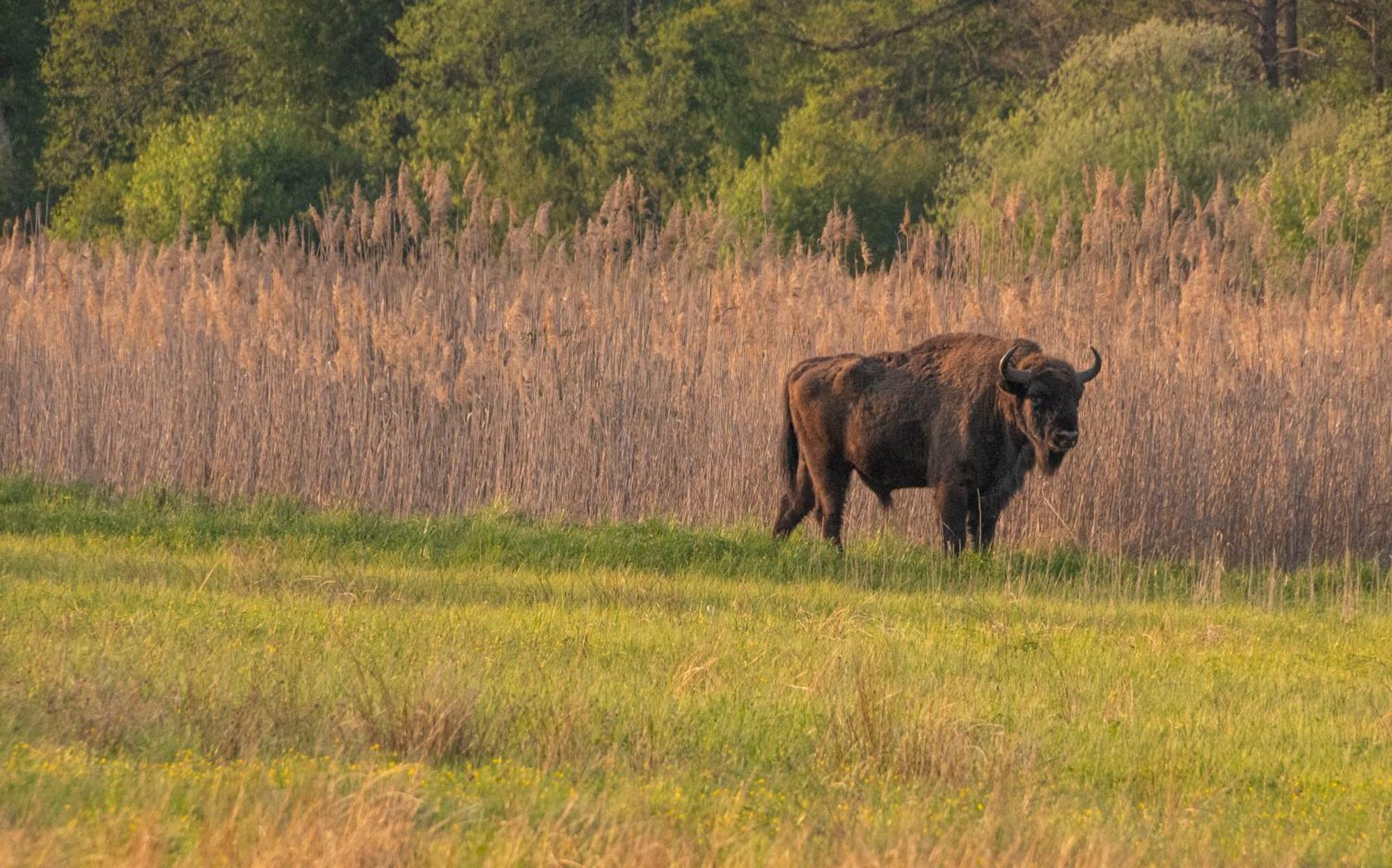 Villa Dwor Na Otulinie Białowieża Esterno foto